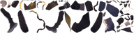 caelus