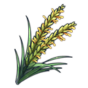 rice-plant-panicle