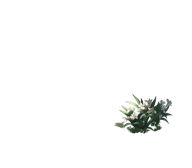 TrialRoleAvatar_Luocha_Front