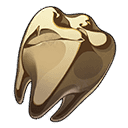 old-molar